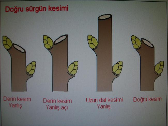 Name:  Srgn dal kesimi 1.jpg
Views: 5413
Size:  28.2 KB