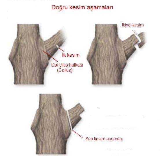 Name:  kaln dal budama aamalar.jpg
Views: 6400
Size:  24.8 KB
