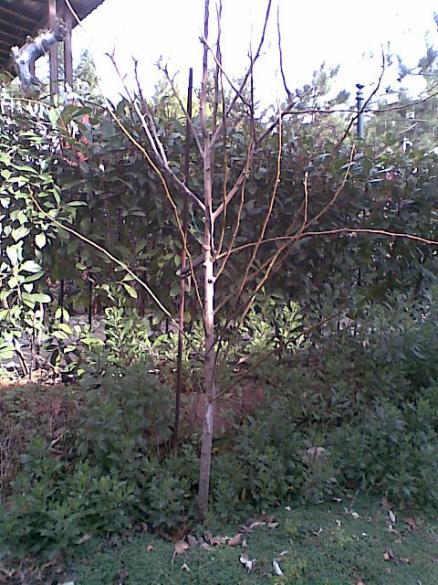 Name:  armut.jpg
Views: 4004
Size:  66.4 KB