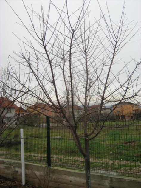 Name:  ADNAN%~2.jpg
Views: 3510
Size:  62.3 KB
