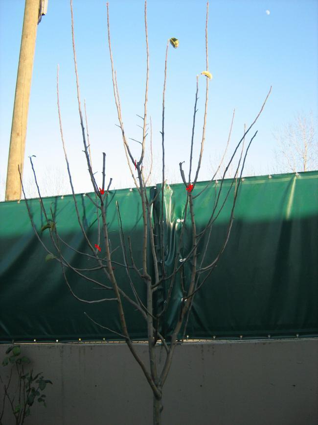 Name:  BUDAMA%20004.jpg
Views: 2526
Size:  51.1 KB