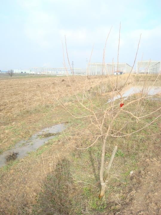 Name:  DSC04188.jpg
Views: 1807
Size:  68.8 KB