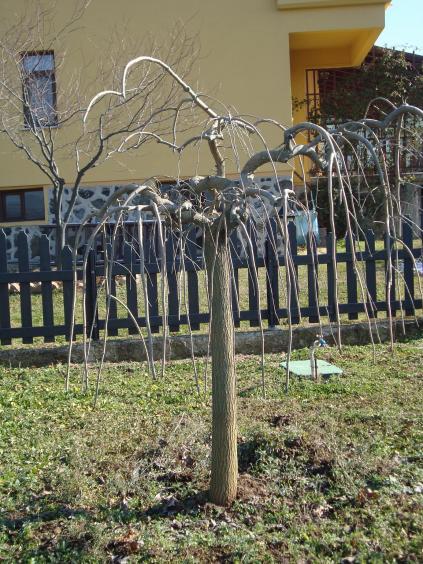 Name:  Bakm ve budama 93.jpg.jpg
Views: 6058
Size:  73.0 KB