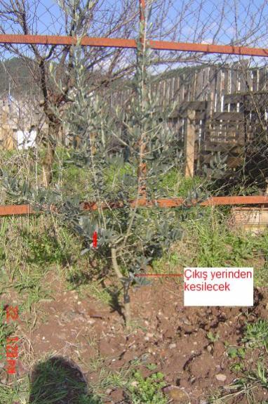 Name:  ZEYTiN 1.jpg
Views: 4146
Size:  63.0 KB