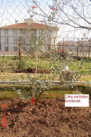 Name:  ZEYTN%~1.jpg
Views: 3168
Size:  63.3 KB