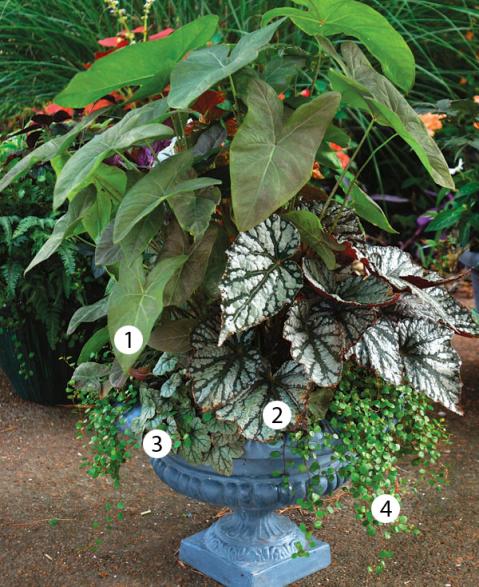 Name:  041106064_caladium_xlg.jpg
Views: 2552
Size:  70.8 KB