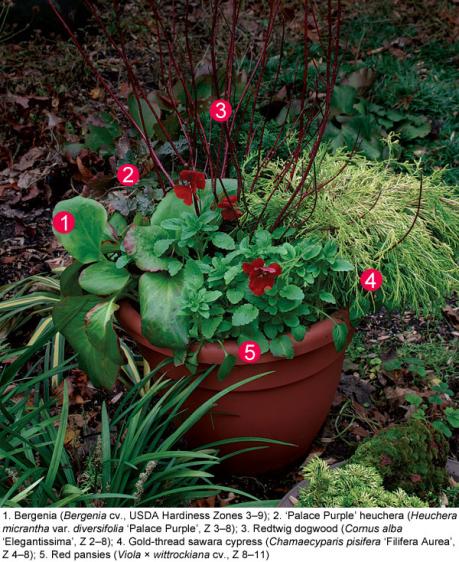 Name:  041102250_bergenia_heuchera_cornus_xlg.jpg
Views: 2672
Size:  71.6 KB