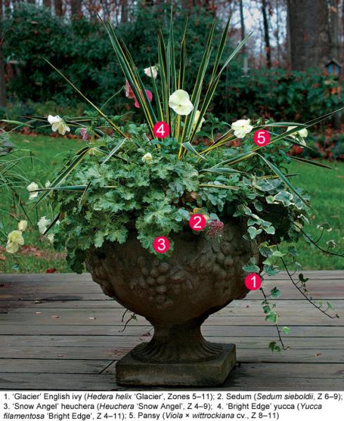 Name:  041102250_hedera_sedum_yucca_heuchera_xlg.jpg
Views: 2429
Size:  70.9 KB