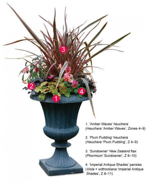 Name:  041102250_heuchera_phormium_viola_xlg.jpg
Views: 2382
Size:  52.5 KB