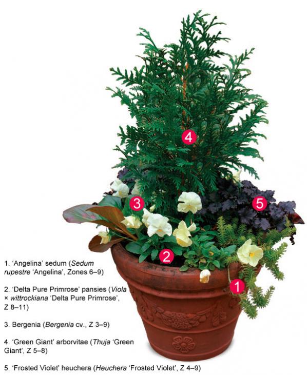 Name:  041102250_sedum_viola_bergenia_thuja_xlg.jpg
Views: 2431
Size:  65.2 KB