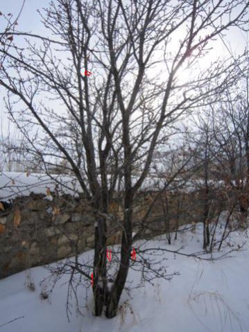 Name:  IMG_0600.jpg
Views: 2879
Size:  41.9 KB