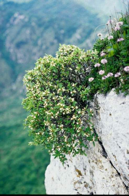 Name:  Daphne oleoides 1.jpg
Views: 6200
Size:  69.2 KB