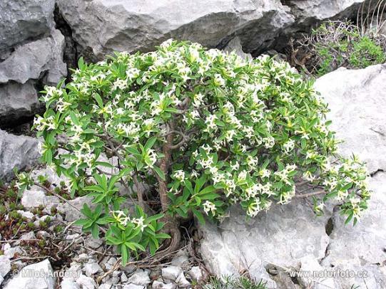 Name:  Daphne oleoides 2.jpg
Views: 6340
Size:  73.0 KB