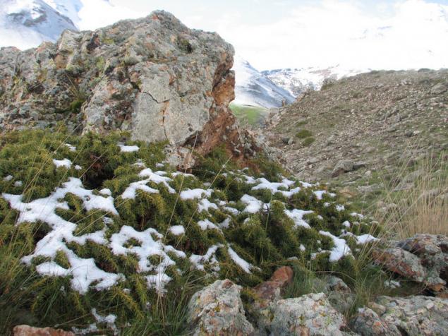 Name:  Juniperus communis subsp. nana.jpg
Views: 6032
Size:  70.6 KB