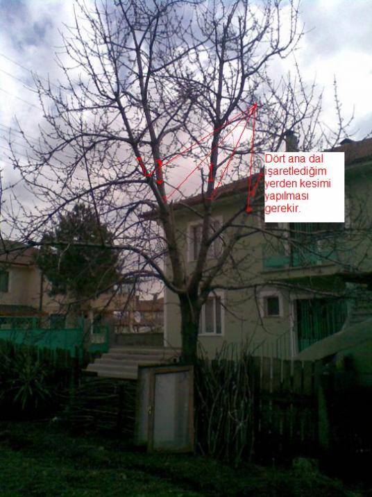 Name:  27032012(002).jpg
Views: 2647
Size:  68.1 KB