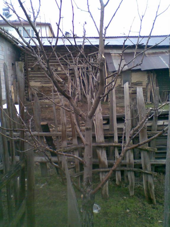 Name:  28032012(013) avu armudu.jpg
Views: 3529
Size:  72.7 KB