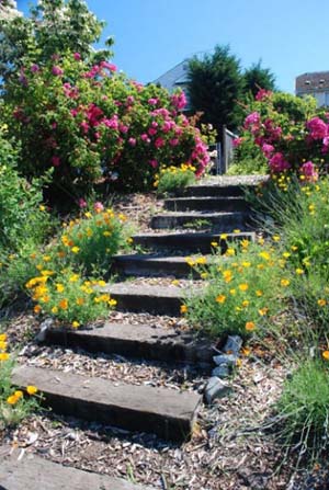Name:  draft_lens17590988module147934323photo_1296592319garden-steps.jpg
Views: 958
Size:  66.6 KB