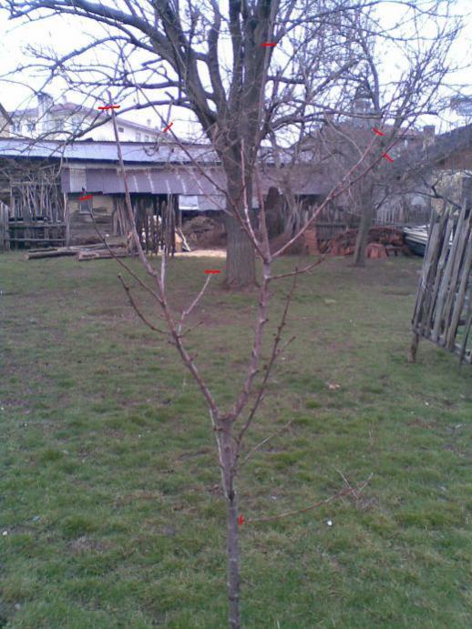 Name:  28032012%20Beyaz%20kiraz.jpg
Views: 2500
Size:  67.7 KB
