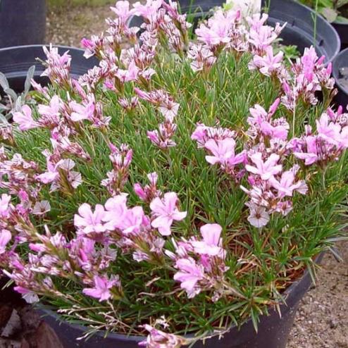Name:  Acantolimum-ulucinum.jpg
Views: 6103
Size:  70.8 KB