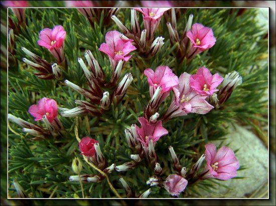 Name:  Fotoraf- Orhan Turhan.jpg
Views: 5754
Size:  61.4 KB