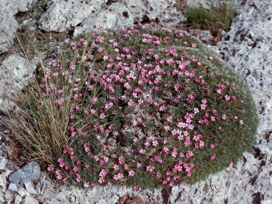 Name:  Acantholimon androsaceum.jpg
Views: 6168
Size:  74.7 KB