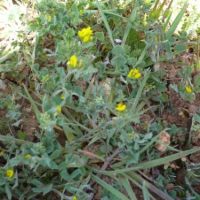 Name:  y-astragalus.jpg
Views: 2073
Size:  40.9 KB
