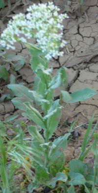 Name:  z-krtesesi cardaria draba.jpg
Views: 2104
Size:  46.4 KB