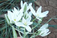 Name:  z-oligophyllium-kurtsogani.jpg
Views: 2036
Size:  35.9 KB