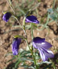 Name:  z-yabani ssen-gladiolus-antikensis.jpg
Views: 3503
Size:  40.0 KB