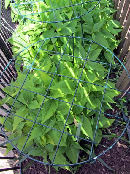 Name:  Believe Persicaria.jpg
Views: 2521
Size:  66.0 KB