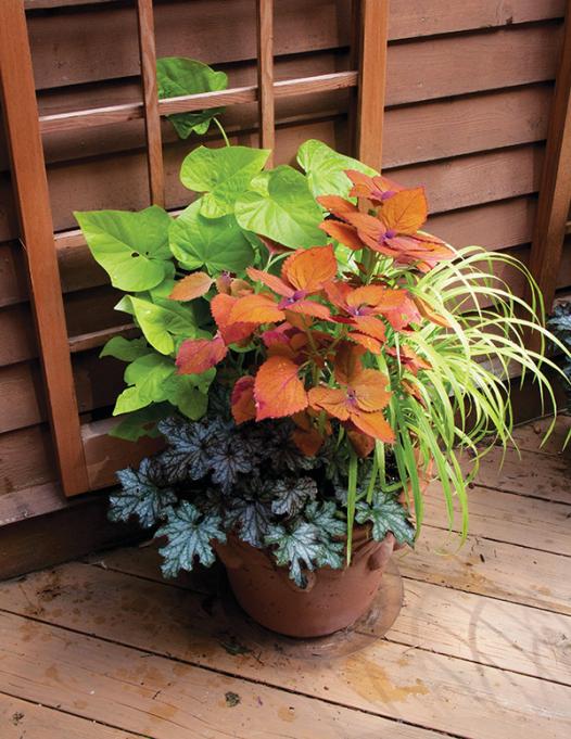 Name:  coleus.jpg
Views: 3186
Size:  69.1 KB