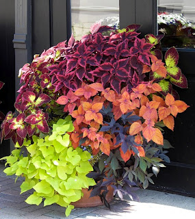 Name:  Container_coleus.jpg
Views: 3306
Size:  51.2 KB