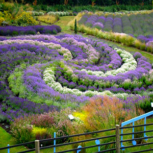 Name:  Yorkshire-Lavender-Festival-300.jpg
Views: 6365
Size:  46.2 KB