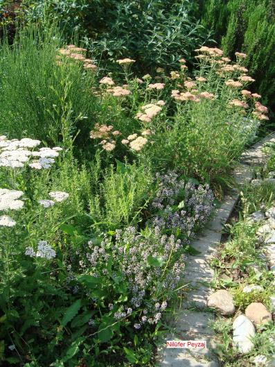 Name:  N. Peyzaj Resim 502.jpg.jpg
Views: 1589
Size:  72.8 KB