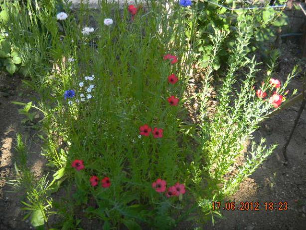 Name:  DSCN1462.jpg
Views: 1877
Size:  71.9 KB