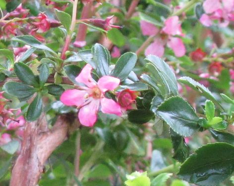 Name:  pembe.jpg
Views: 9413
Size:  37.6 KB