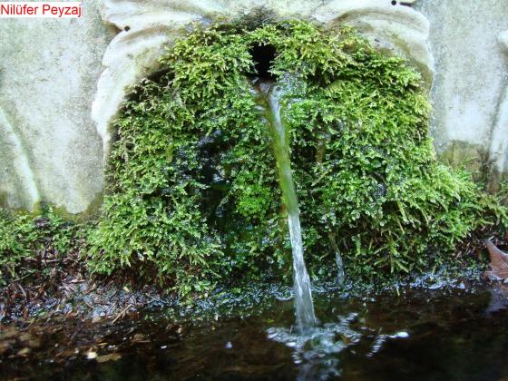 Name:  N. Peyzaj Resim 522.jpg.jpg
Views: 1933
Size:  71.2 KB