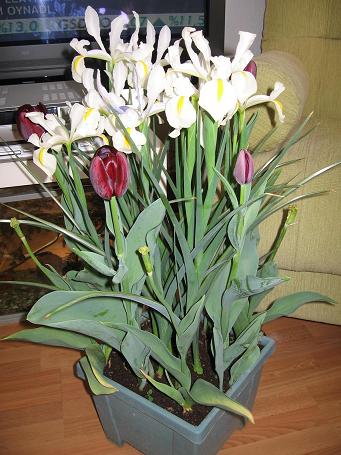 Name:  IMG_0626.jpg
Views: 4112
Size:  47.7 KB