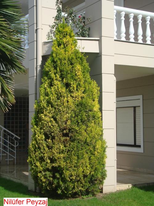 Name:  N. Peyzaj Resim 528.jpg.jpg
Views: 2801
Size:  73.6 KB