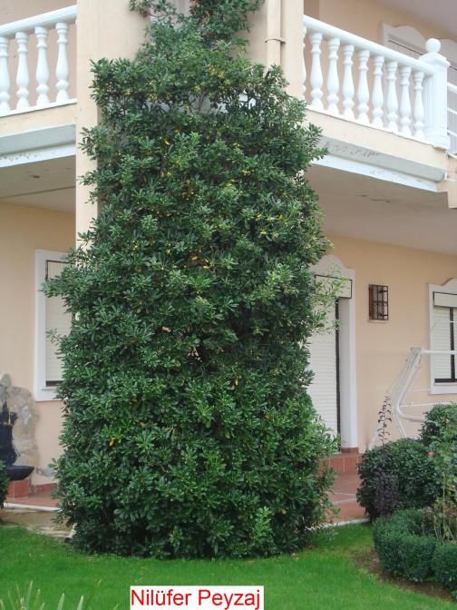 Name:  N. Peyzaj Resim 529.jpg.jpg
Views: 2841
Size:  73.7 KB