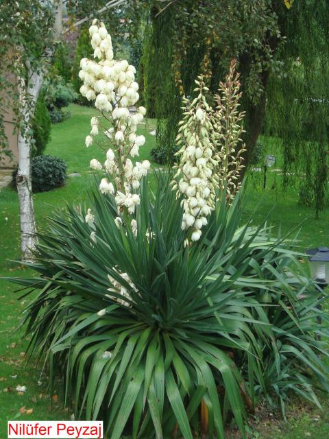 Name:  N. Peyzaj Resim 530.jpg.jpg
Views: 5487
Size:  74.7 KB