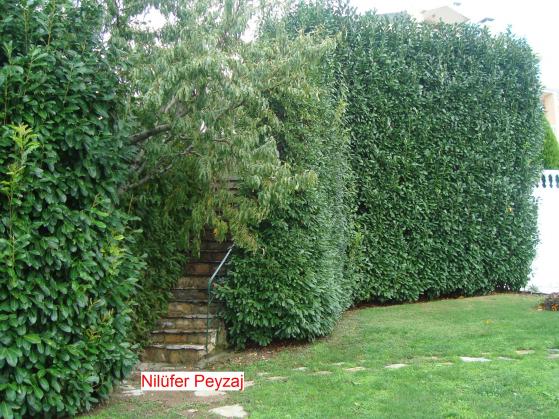 Name:  Nilfer peyzaj Peyzaj Resim 534.jpg.jpg
Views: 4935
Size:  70.9 KB