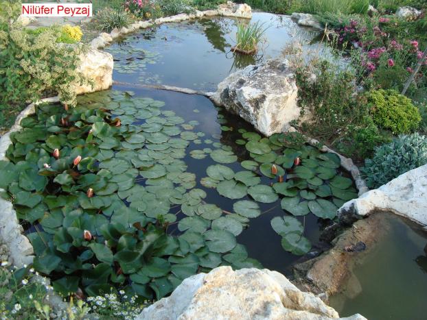 Name:  Nilfer peyzaj Peyzaj Resim 539.jpg.jpg
Views: 2979
Size:  70.7 KB