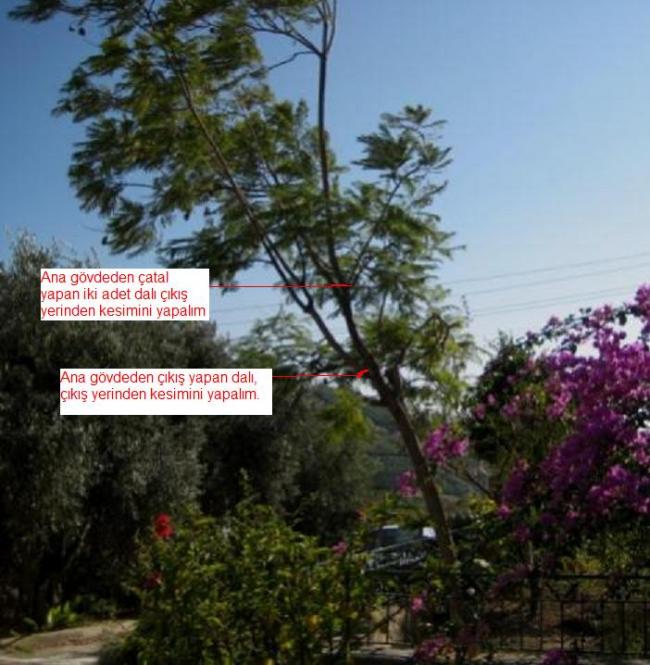 Name:  IMG_3359.jpg
Views: 1953
Size:  64.5 KB