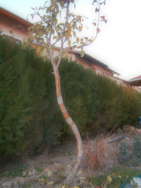 Name:  PB270253 (450 x 600).jpg
Views: 2084
Size:  59.1 KB