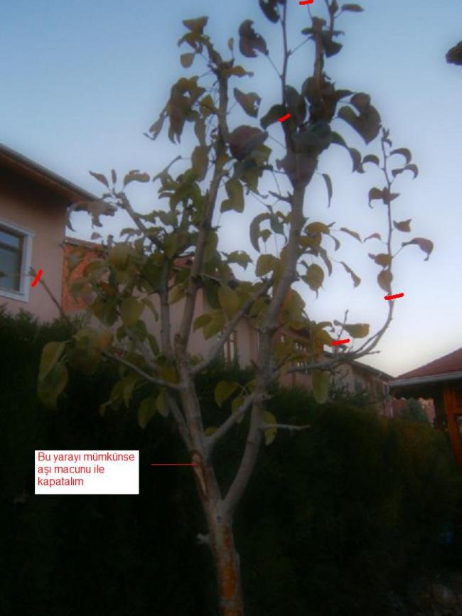 Name:  PB270250%20(450%20x%20600).jpg
Views: 2058
Size:  49.4 KB