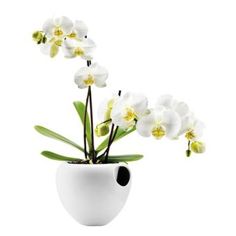 Name:  blumentopf-fa-1-4-r-orchideen-.jpeg
Views: 8392
Size:  9.1 KB