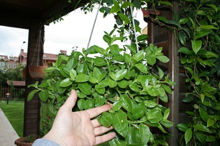 Name:  IMG_1204.JPG
Views: 3466
Size:  66.1 KB