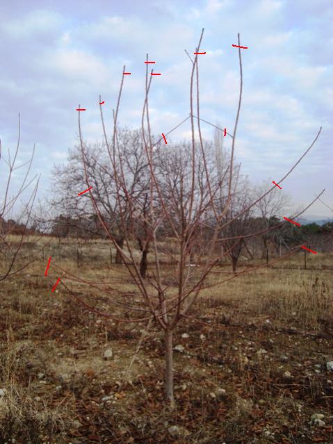 Name:  KirazC06020.jpg
Views: 1511
Size:  53.7 KB