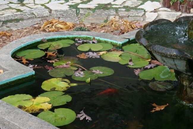 Name:  pond-38_jpg.jpg
Views: 2428
Size:  51.9 KB